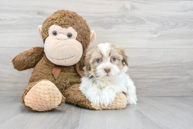 Best Havanese Baby