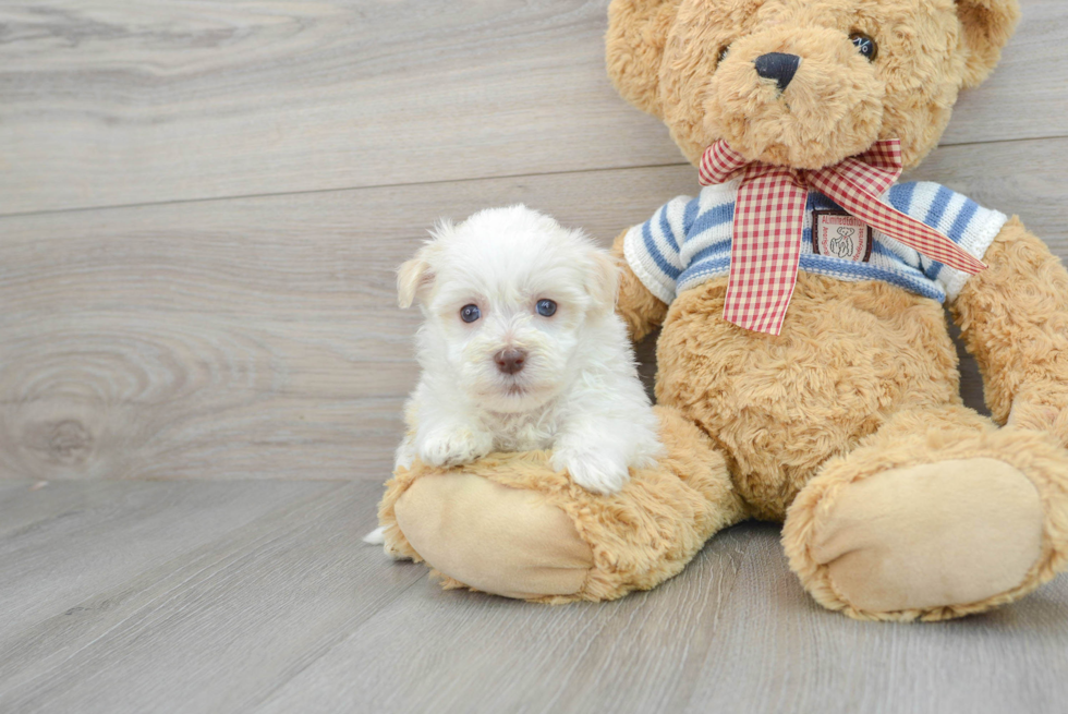 Havanese Puppy for Adoption