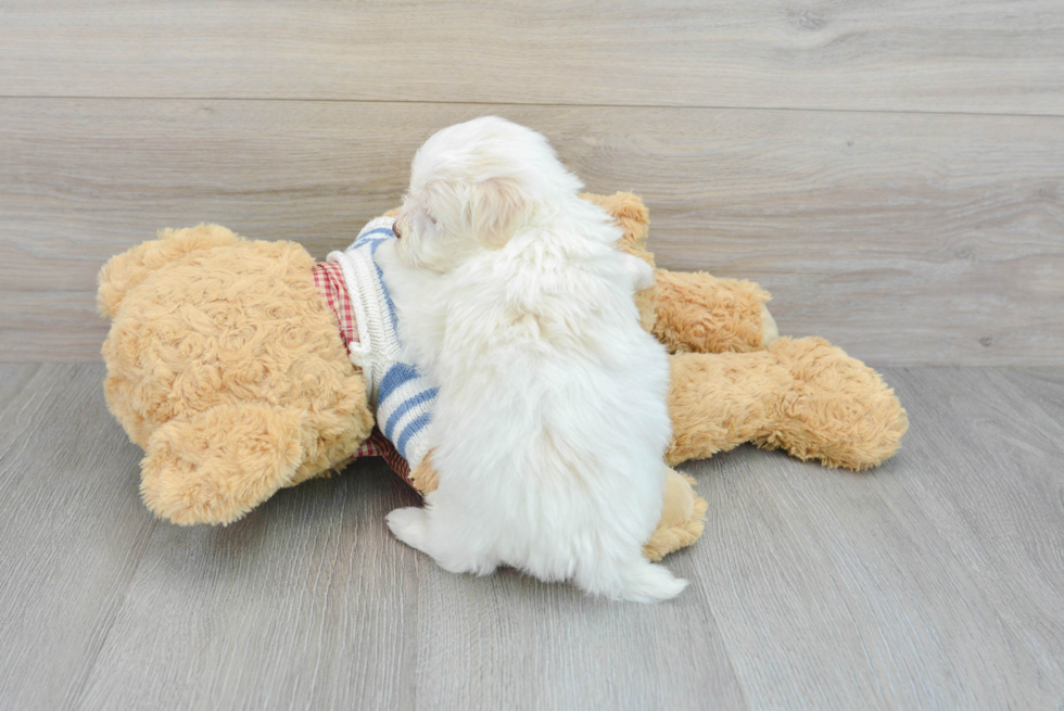 Energetic Havanese Purebred Puppy