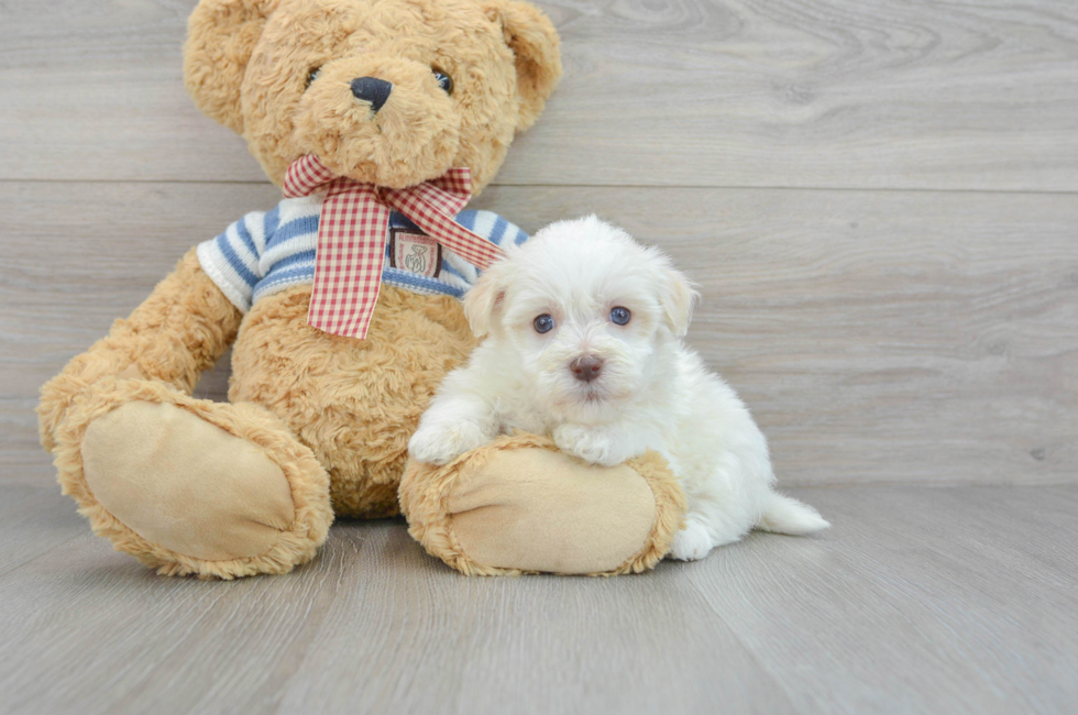 5 week old Havanese Puppy For Sale - Simply Southern Pups