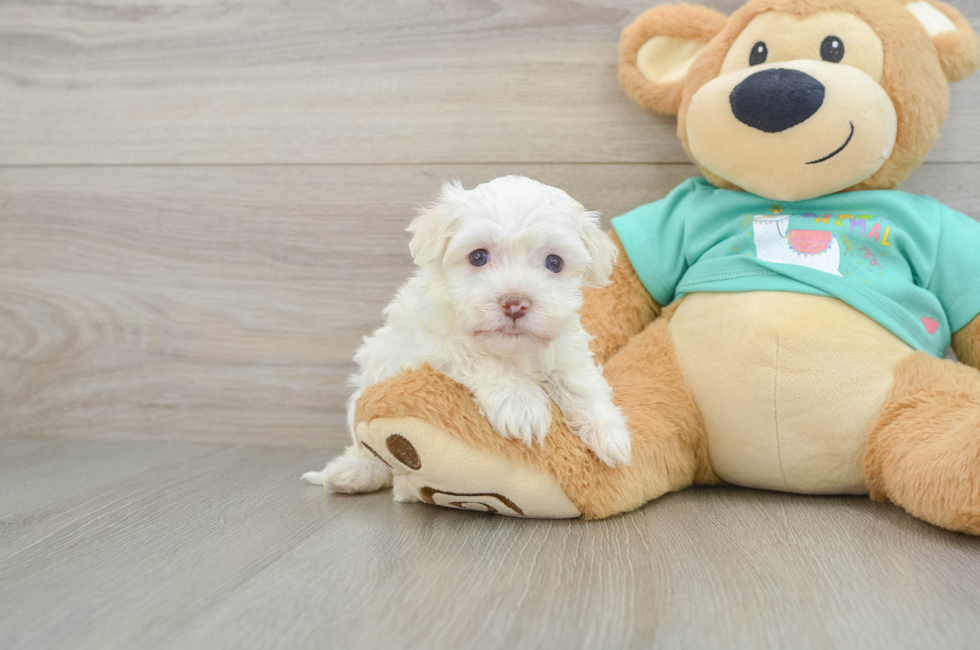 5 week old Havanese Puppy For Sale - Simply Southern Pups