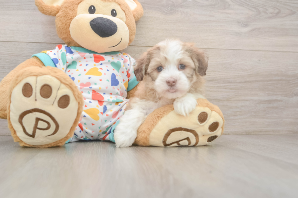 6 week old Havanese Puppy For Sale - Simply Southern Pups