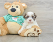 7 week old Havanese Puppy For Sale - Simply Southern Pups
