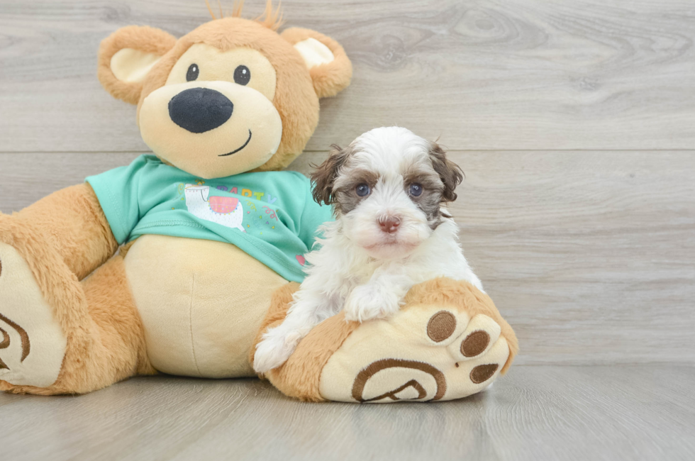 5 week old Havanese Puppy For Sale - Simply Southern Pups