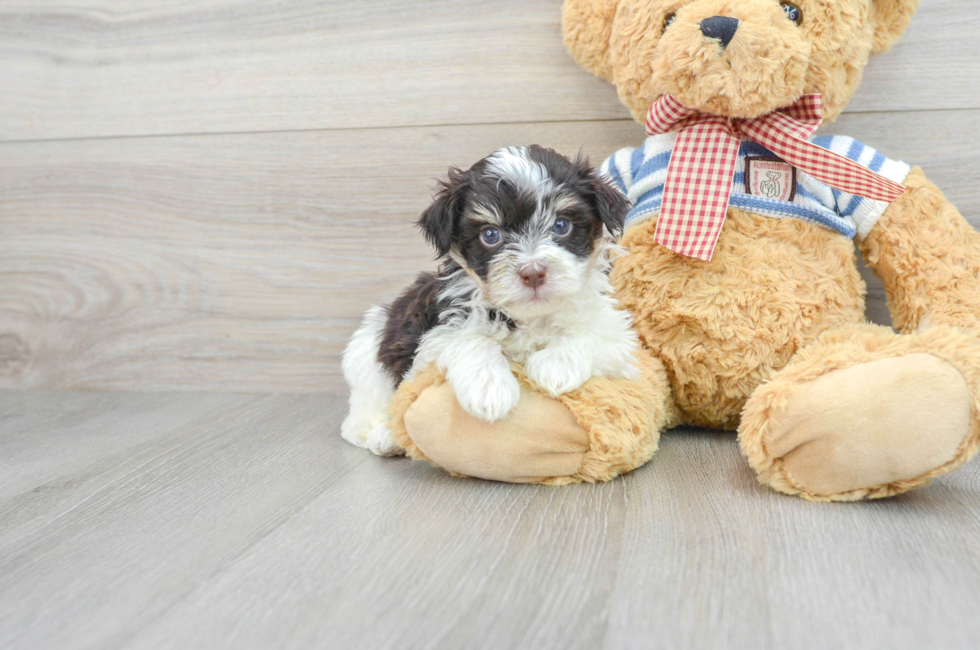 5 week old Havanese Puppy For Sale - Simply Southern Pups