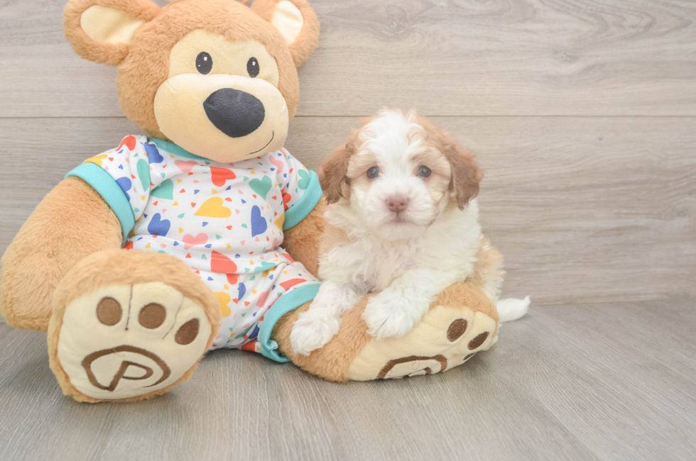 6 week old Havanese Puppy For Sale - Simply Southern Pups