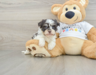 6 week old Havanese Puppy For Sale - Simply Southern Pups