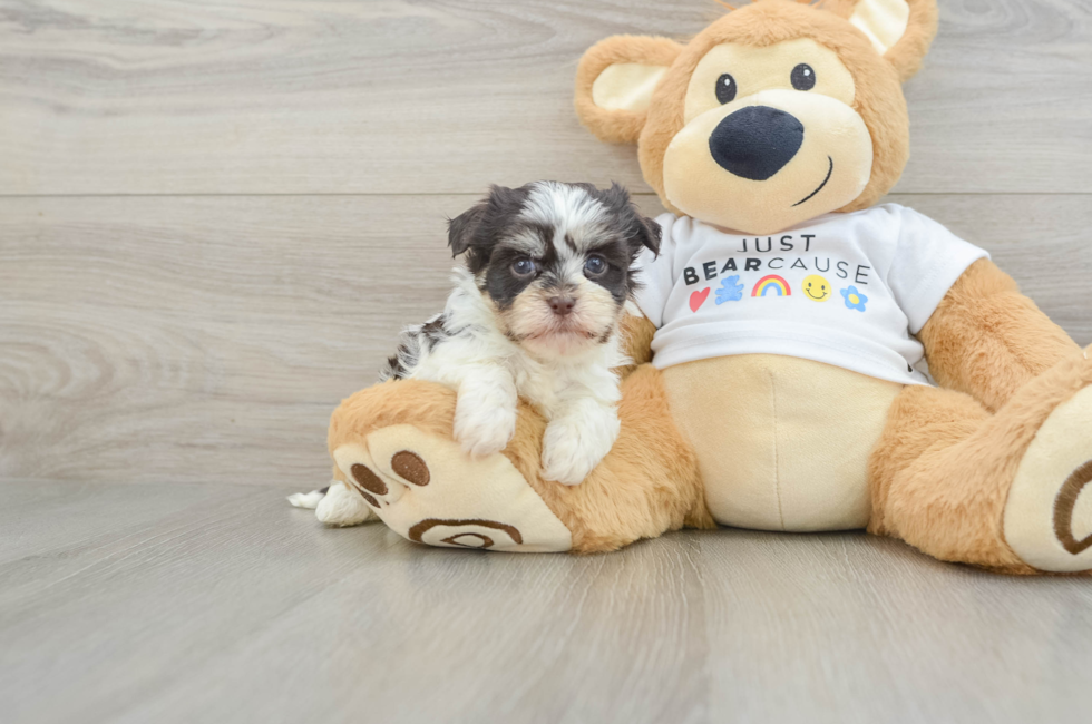 6 week old Havanese Puppy For Sale - Simply Southern Pups