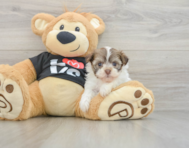 5 week old Havanese Puppy For Sale - Simply Southern Pups