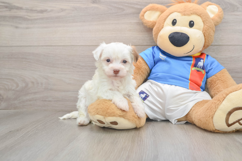 Friendly Havanese Purebred Pup