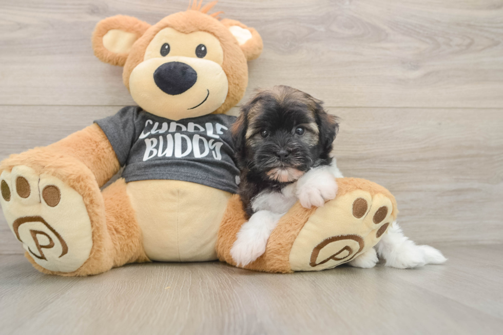 Hypoallergenic Havanese Baby