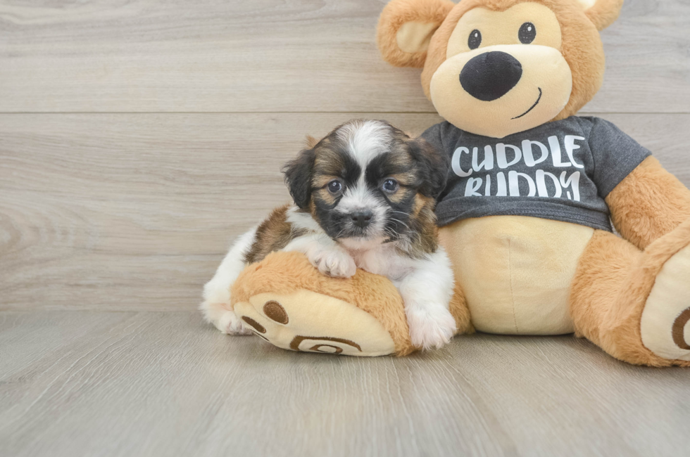 5 week old Havanese Puppy For Sale - Simply Southern Pups