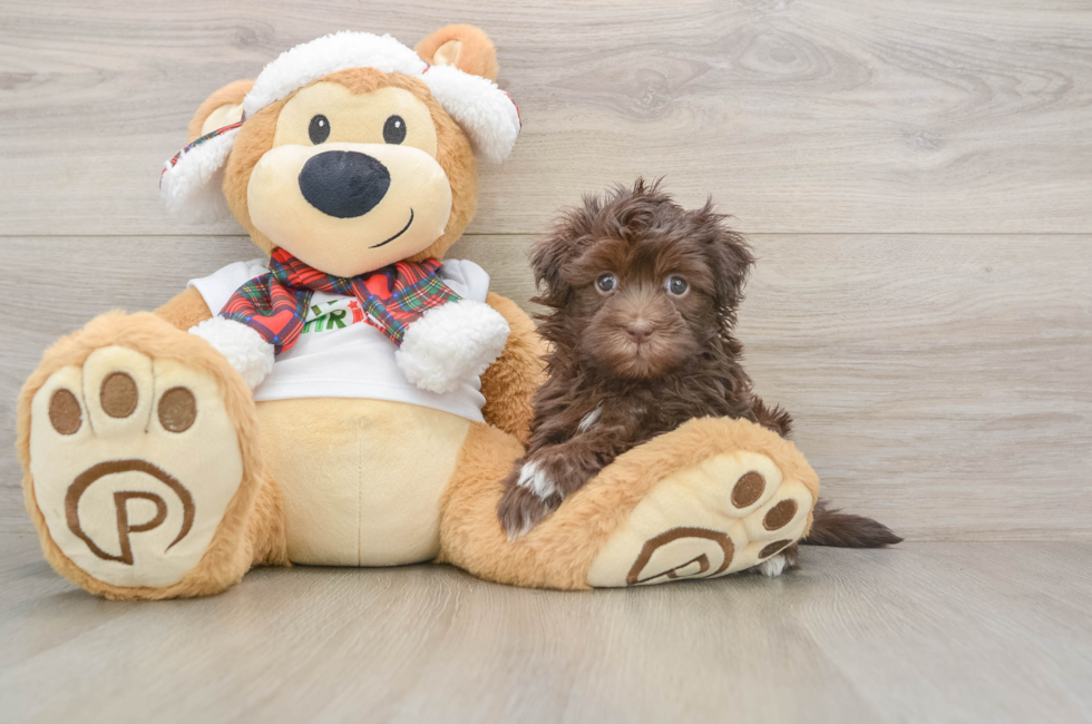 5 week old Havanese Puppy For Sale - Simply Southern Pups