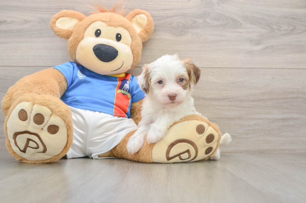 Havanese Pup Being Cute