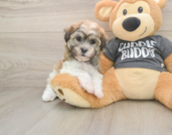 6 week old Havanese Puppy For Sale - Simply Southern Pups