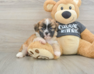5 week old Havanese Puppy For Sale - Simply Southern Pups