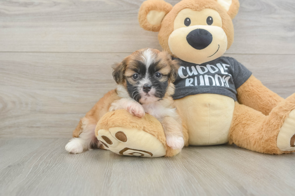 5 week old Havanese Puppy For Sale - Simply Southern Pups