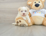 6 week old Havanese Puppy For Sale - Simply Southern Pups