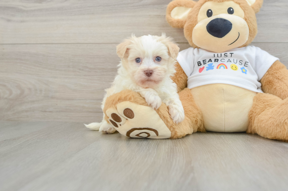 6 week old Havanese Puppy For Sale - Simply Southern Pups