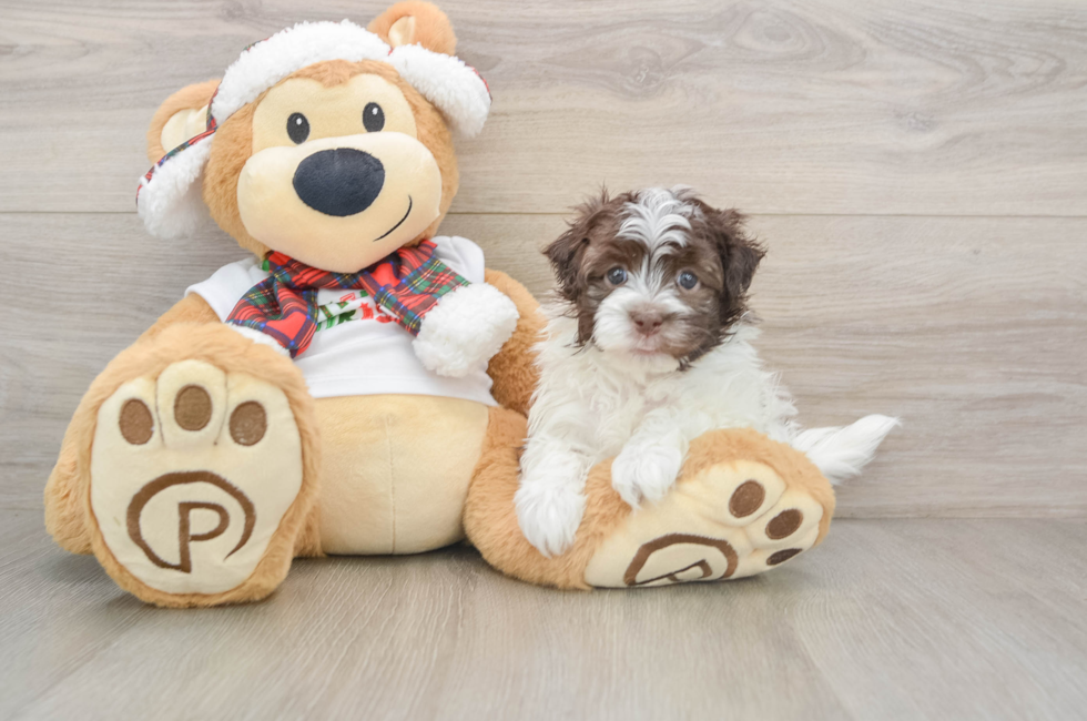 5 week old Havanese Puppy For Sale - Simply Southern Pups