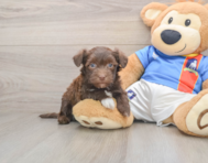 6 week old Havanese Puppy For Sale - Simply Southern Pups