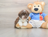 6 week old Havanese Puppy For Sale - Simply Southern Pups