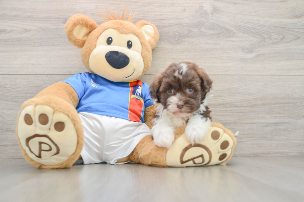 Petite Havaneser Purebred Puppy