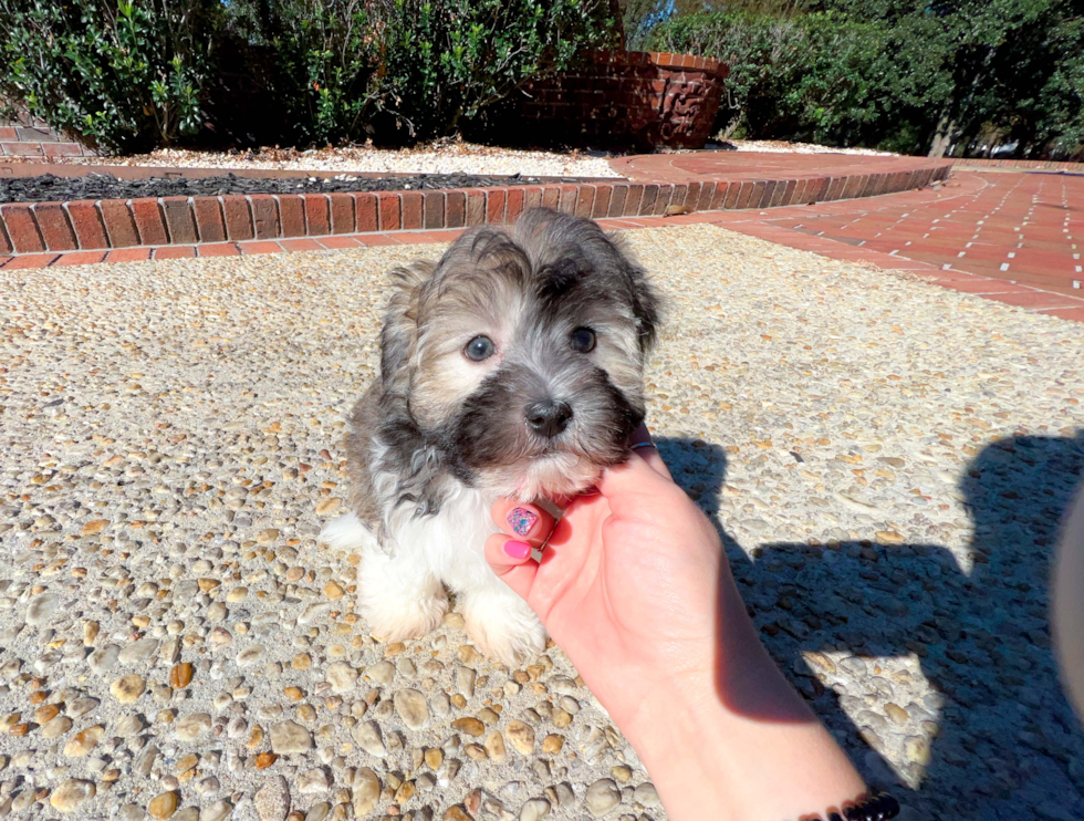 Cute Havanese Purebred Pup