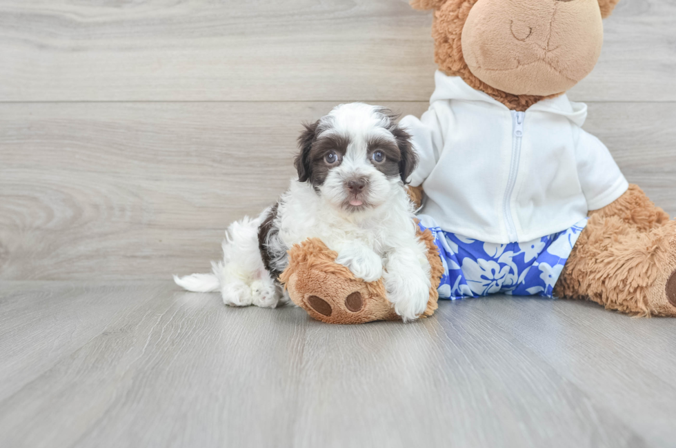 9 week old Havanese Puppy For Sale - Simply Southern Pups