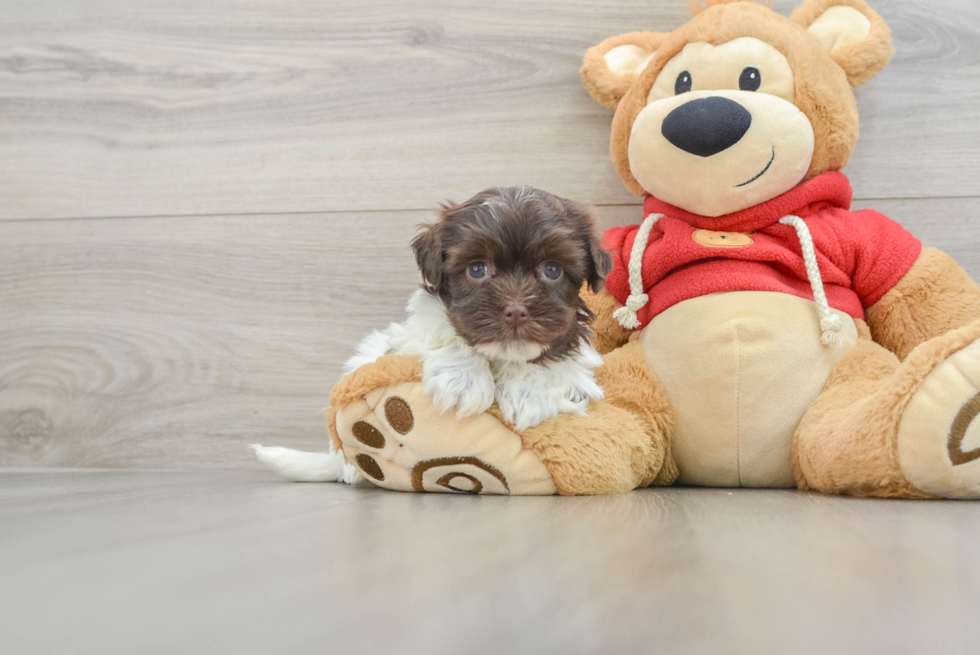 Playful Havanese Baby