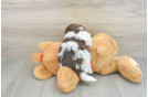 Playful Havanese Purebred Pup