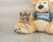 6 week old Havanese Puppy For Sale - Simply Southern Pups