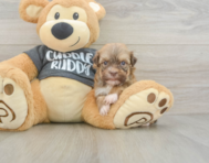 7 week old Havanese Puppy For Sale - Simply Southern Pups