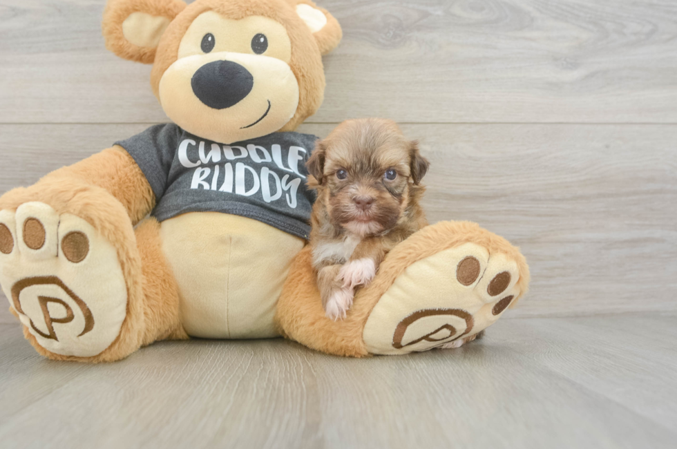 7 week old Havanese Puppy For Sale - Simply Southern Pups