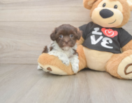 5 week old Havanese Puppy For Sale - Simply Southern Pups