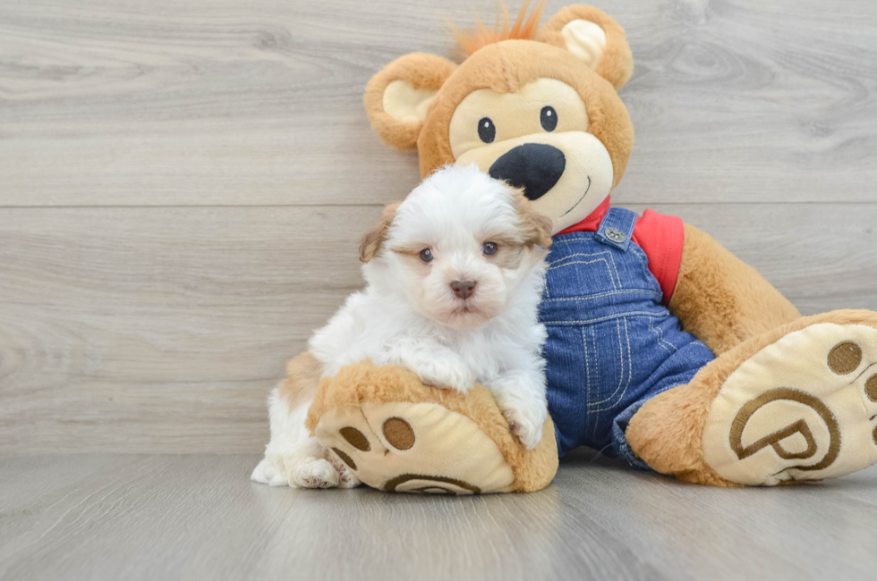 5 week old Havanese Puppy For Sale - Simply Southern Pups