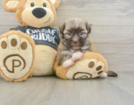 6 week old Havanese Puppy For Sale - Simply Southern Pups