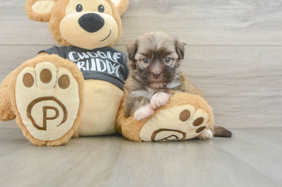 5 week old Havanese Puppy For Sale - Simply Southern Pups