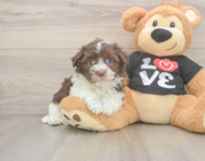 5 week old Havanese Puppy For Sale - Simply Southern Pups