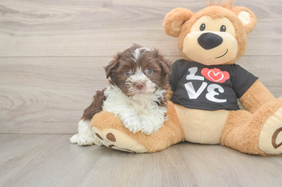 7 week old Havanese Puppy For Sale - Simply Southern Pups