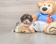 7 week old Havanese Puppy For Sale - Simply Southern Pups