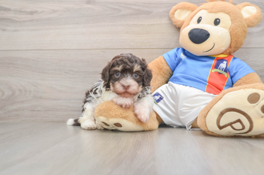Adorable Bichon Havanes Purebred Puppy
