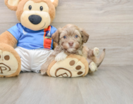 6 week old Havanese Puppy For Sale - Simply Southern Pups