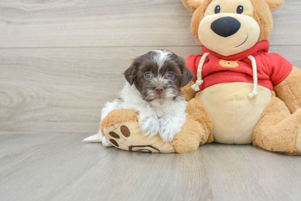 Popular Havanese Purebred Pup