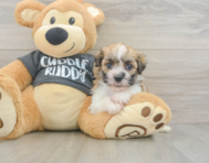 6 week old Havanese Puppy For Sale - Simply Southern Pups