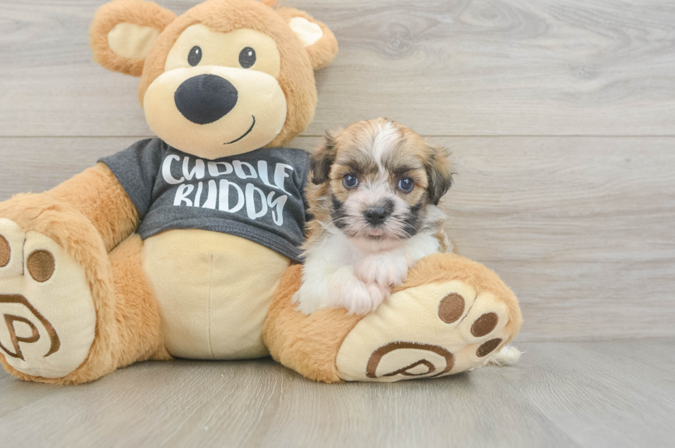 5 week old Havanese Puppy For Sale - Simply Southern Pups