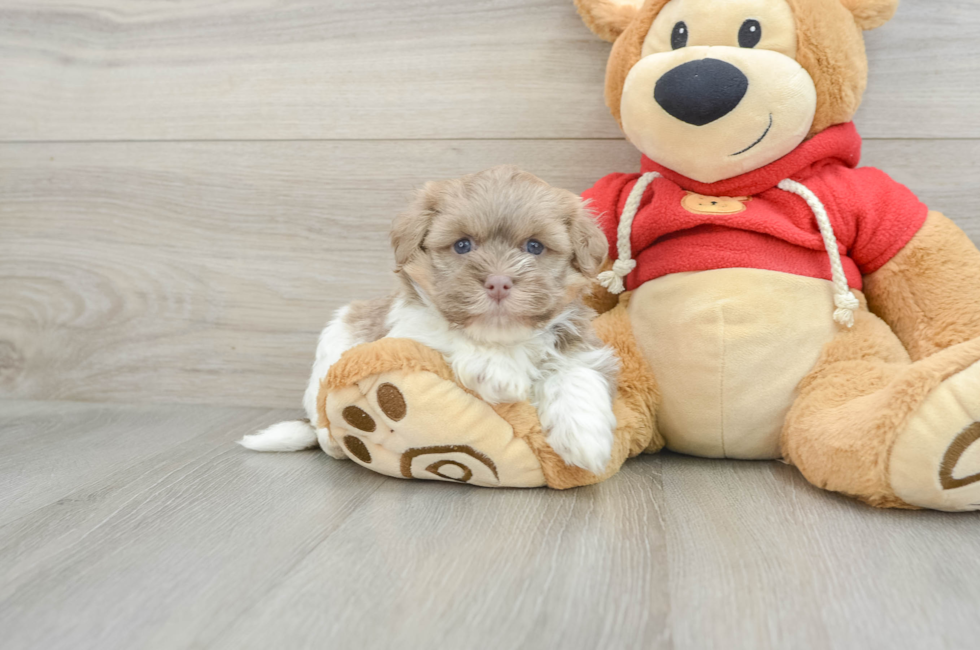 5 week old Havanese Puppy For Sale - Simply Southern Pups