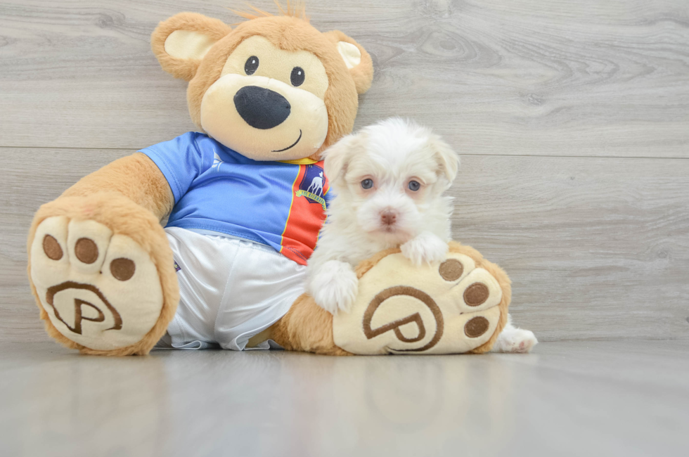 6 week old Havanese Puppy For Sale - Simply Southern Pups