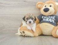 6 week old Havanese Puppy For Sale - Simply Southern Pups