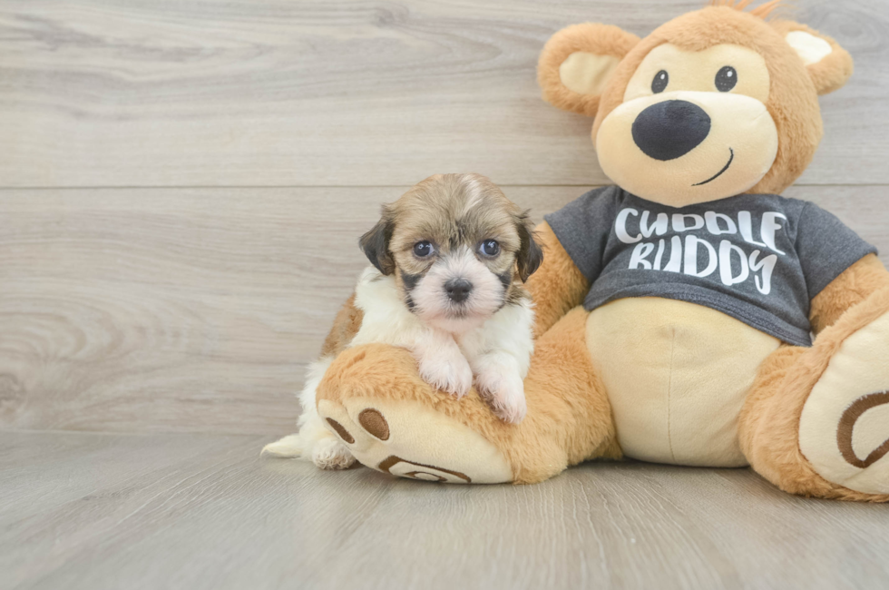 5 week old Havanese Puppy For Sale - Simply Southern Pups